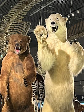 特別展「大哺乳類展３－わけてつなげて大行進」に投稿された画像（2024/4/30）