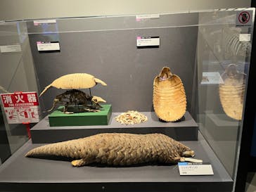 特別展「大哺乳類展３－わけてつなげて大行進」に投稿された画像（2024/4/30）