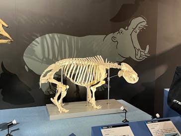 特別展「大哺乳類展３－わけてつなげて大行進」に投稿された画像（2024/4/30）