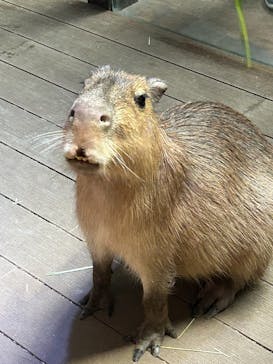 カワスイ 川崎⽔族館に投稿された画像（2024/4/30）