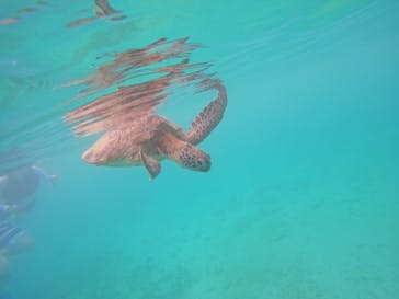 宮古島 ADVENTURE PiPi（ミヤコジマ アドベンチャー ピピ）に投稿された画像（2024/4/30）