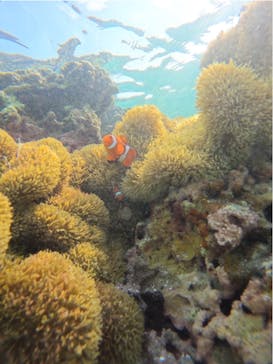 宮古島 ADVENTURE PiPi（ミヤコジマ アドベンチャー ピピ）に投稿された画像（2024/4/30）