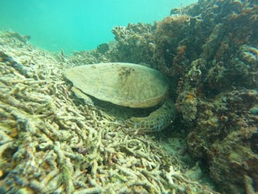 宮古島 ADVENTURE PiPi（ミヤコジマ アドベンチャー ピピ）に投稿された画像（2024/4/30）