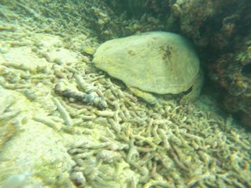 宮古島 ADVENTURE PiPi（ミヤコジマ アドベンチャー ピピ）に投稿された画像（2024/4/30）