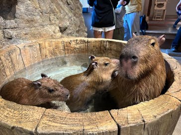 おさるランド＆アニタウン　日光さる軍団劇場に投稿された画像（2024/4/30）