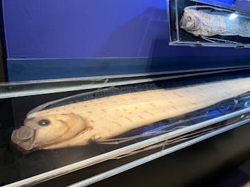 越前松島水族館に投稿された画像（2024/4/30）