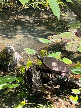 浜名湖花博2024に投稿された画像（2024/4/30）