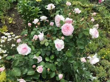 浜名湖花博2024に投稿された画像（2024/4/30）