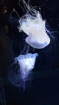 アクアワールド茨城県大洗水族館に投稿された画像（2024/4/30）