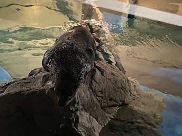 京都水族館に投稿された画像（2024/4/30）