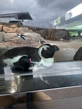 京都水族館に投稿された画像（2024/4/30）