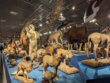 特別展「大哺乳類展３－わけてつなげて大行進」に投稿された画像（2024/4/30）