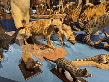 特別展「大哺乳類展３－わけてつなげて大行進」に投稿された画像（2024/4/30）