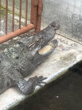 熱川バナナワニ園に投稿された画像（2024/4/30）