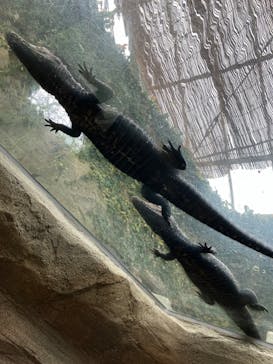 熱川バナナワニ園に投稿された画像（2024/4/30）