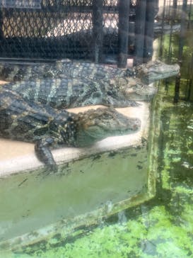 熱川バナナワニ園に投稿された画像（2024/4/30）