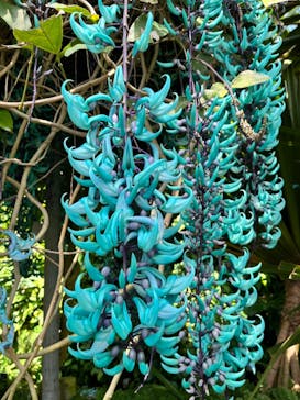 熱川バナナワニ園に投稿された画像（2024/4/30）