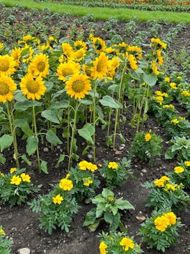 浜名湖花博2024に投稿された画像（2024/4/30）