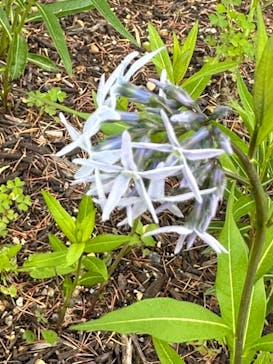 浜名湖花博2024に投稿された画像（2024/4/30）