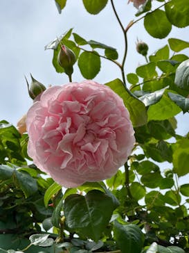 浜名湖花博2024に投稿された画像（2024/4/30）