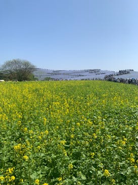 国営ひたち海浜公園プレジャーガーデンに投稿された画像（2024/4/30）