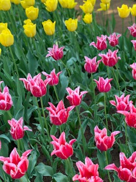 国営ひたち海浜公園プレジャーガーデンに投稿された画像（2024/4/30）