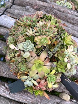 浜名湖花博2024に投稿された画像（2024/4/30）