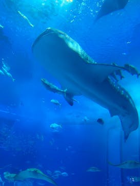沖縄美ら海水族館に投稿された画像（2024/4/30）