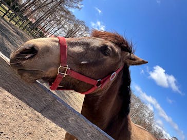 ノーザンホースパークに投稿された画像（2024/4/30）