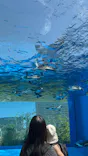 サンシャイン水族館に投稿された画像（2024/4/30）