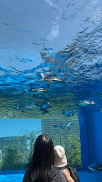 サンシャイン水族館に投稿された画像（2024/4/30）