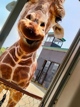 東北サファリパークに投稿された画像（2024/4/30）