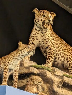 特別展「大哺乳類展３－わけてつなげて大行進」に投稿された画像（2024/4/30）