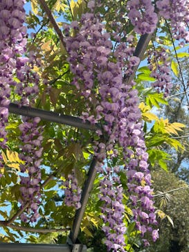 浜名湖花博2024に投稿された画像（2024/4/30）