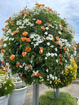 浜名湖花博2024に投稿された画像（2024/4/30）