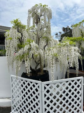 浜名湖花博2024に投稿された画像（2024/4/30）