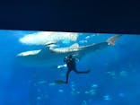 沖縄美ら海水族館に投稿された画像（2024/4/30）