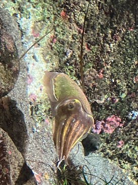 鴨川シーワールドに投稿された画像（2024/4/30）