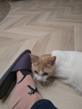 猫カフェモカ　イオンモール高崎店に投稿された画像（2024/4/30）