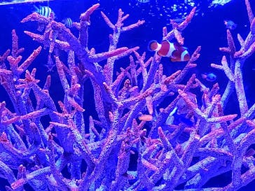 上越市立水族博物館 うみがたりに投稿された画像（2024/4/30）