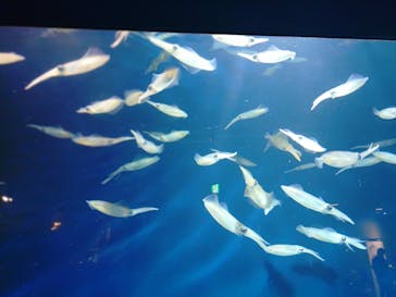 マリンワールド海の中道に投稿された画像（2024/4/30）