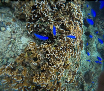 武藤潜水に投稿された画像（2024/5/1）