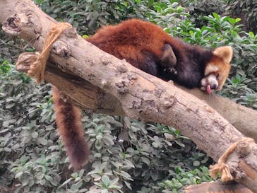 神戸どうぶつ王国に投稿された画像（2024/5/1）