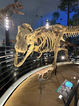 福井県立恐竜博物館に投稿された画像（2024/5/1）