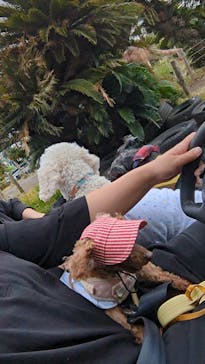 伊豆ぐらんぱる公園に投稿された画像（2024/5/1）