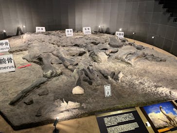 福井県立恐竜博物館に投稿された画像（2024/5/1）