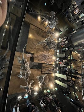 福井県立恐竜博物館に投稿された画像（2024/5/1）