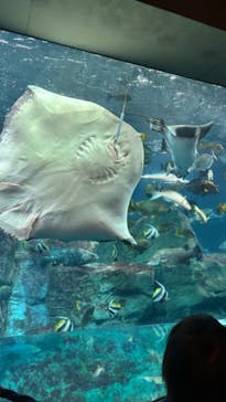 大分マリーンパレス水族館 「うみたまご」に投稿された画像（2024/5/1）