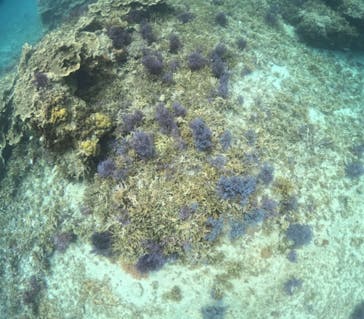 初心者専門宮古島シュノーケリングツアーに投稿された画像（2024/5/1）