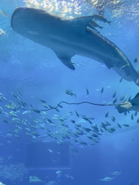 沖縄美ら海水族館に投稿された画像（2024/5/1）